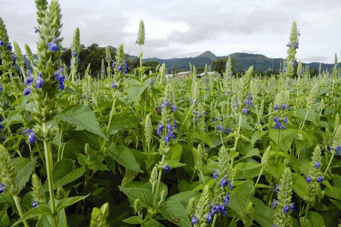 osta chia -siemeniä Salvia Hispanica chia -kasvivaikutuksia