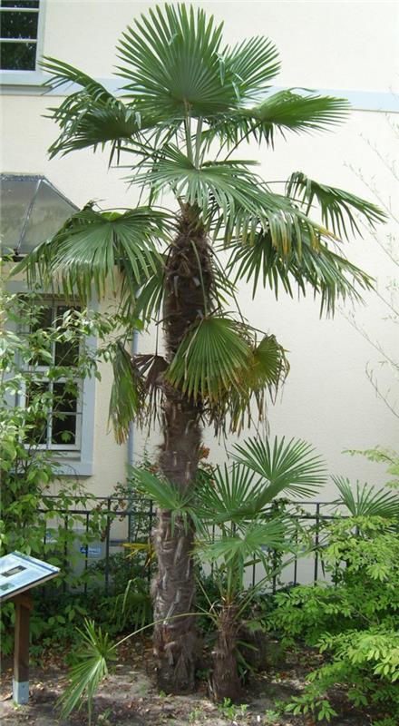 Kiinan hamppupalmu puutarhassa kestäviä palmuja
