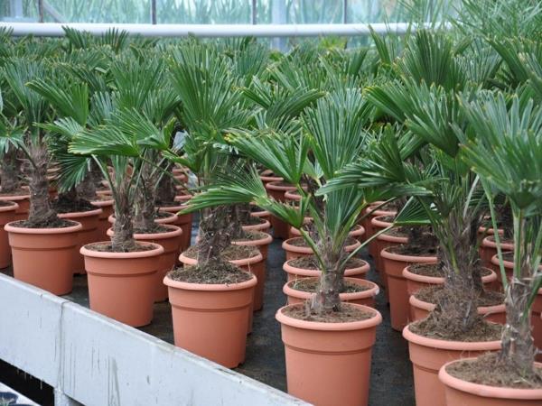 kiinalainen hamppu palmujen hoito sisäkämmenet palmulajit nuoret kasvit