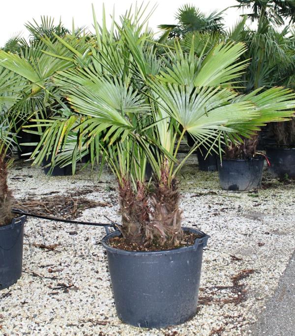 kiinalainen hamppupalmujen hoito sisäkämmenet palmulajit ruukkukasvit