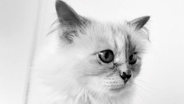 choupette -trendit karl lagerfeld