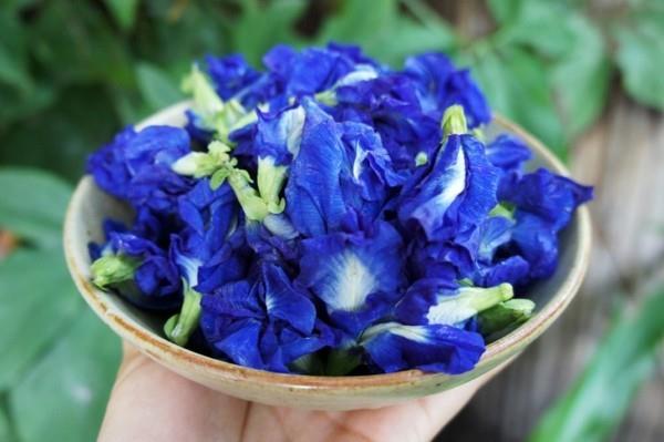 clitoria ternatea sininen juoma