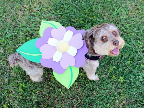 paperi huopa koiran vaatteet Halloween kukka violetti