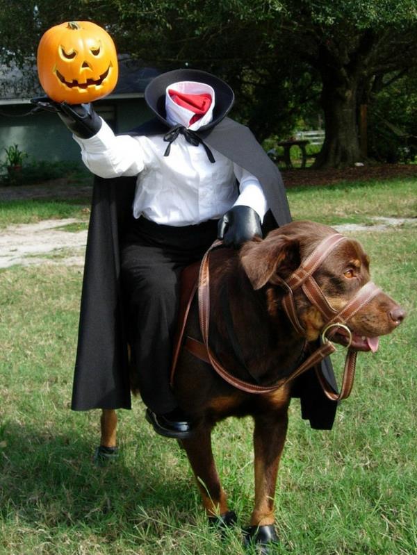Koiran vaatteet Halloweenin pelottavaan taiteeseen