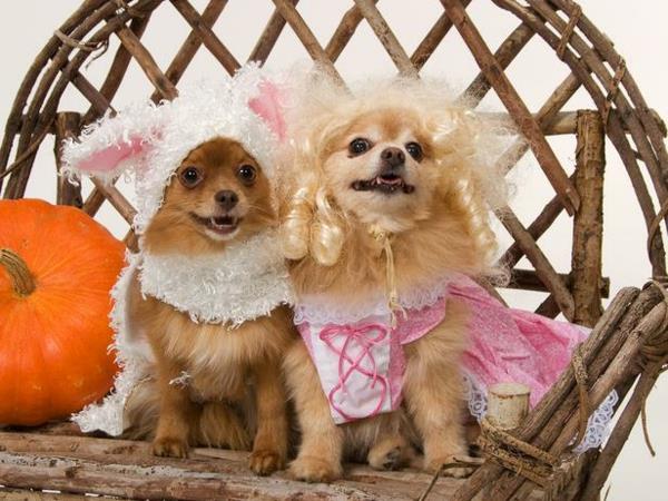 Koiran vaatteet halloween -häävieraille kuninkaalliset