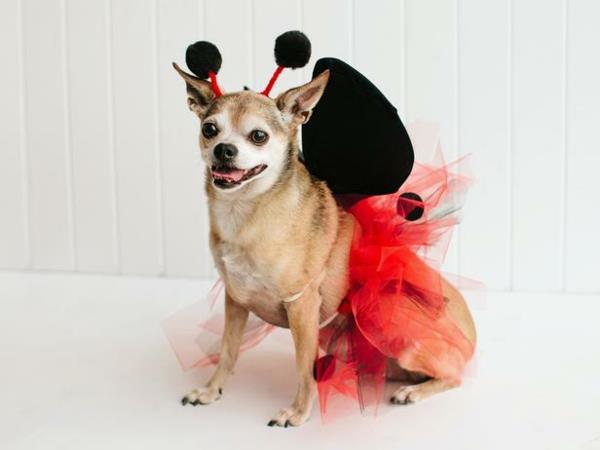 Halloween viileä koiran vaatteet leppäkerttu söpö