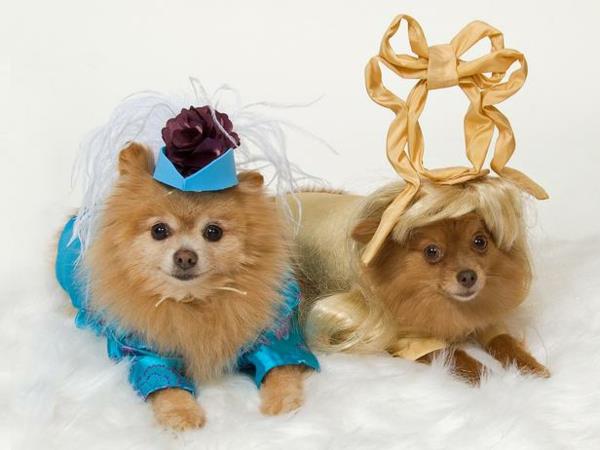 viileitä koiranvaatteita Halloween -eläimille, kuten rojaltia