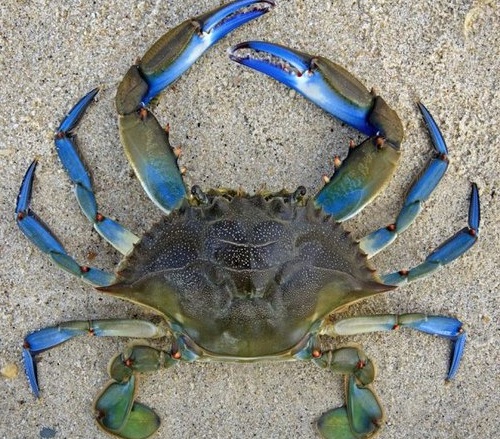Blå krabbe