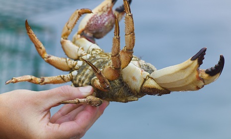 Peekytoe Crab