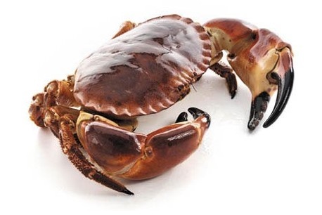 typer spiselige krabber