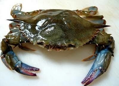Soft shell krabbe