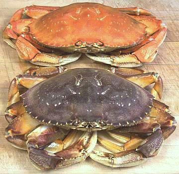 Dungeness Krabbe