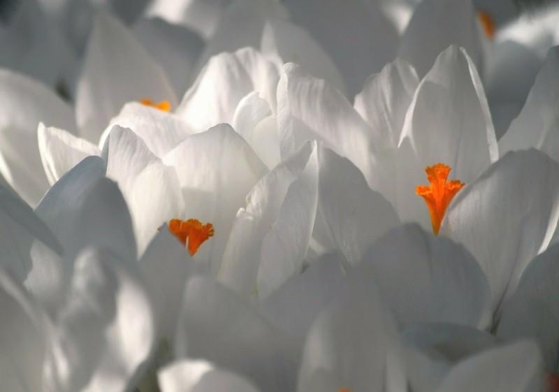 krookus valkoiset krookukset kevään kukat