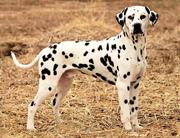 dalmatian koira kaunis koirarotu lemmikkejä