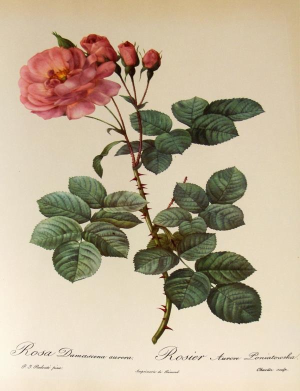 damaskin ruusun kasvitieteellinen luokka