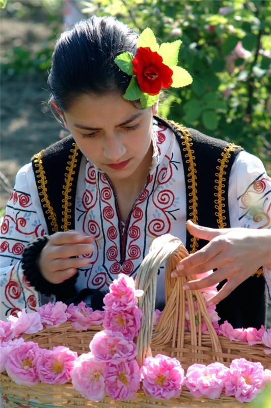 damask ruusu bulgaria perinteinen puku ruusu sato