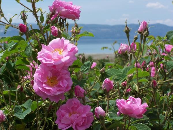 damaskin ruusu bulgarialainen ruusuöljy