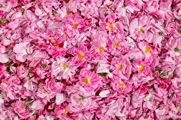 damask ruusu ruusu sato tuoreita kukkia