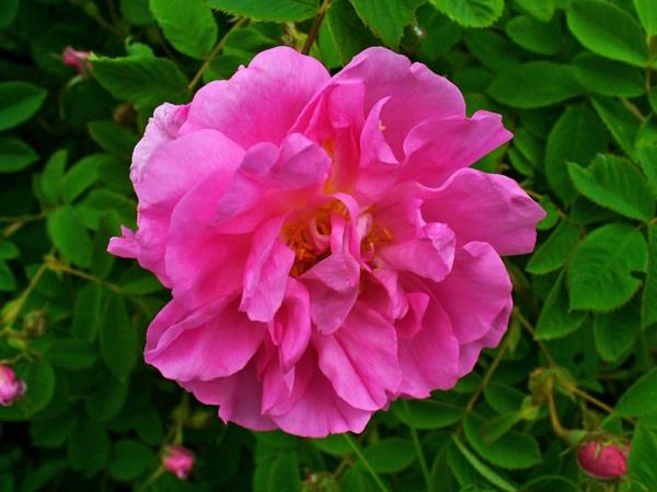 damask ruusu ruusuöljy kosmeettinen tuoksu
