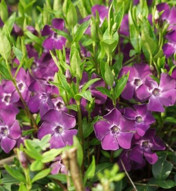 pieni ikivihreä vinca minor kukkiva maanpeite
