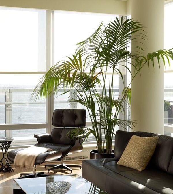 ajaton Eames -tuoli mukavasti eksoottinen kasvien tyynypylväs