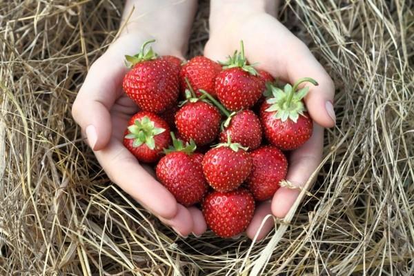 vältä kuivumista raparperi -limonadi tee itsestäsi mansikoita