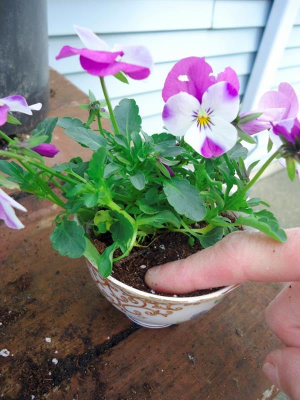 koristelu tinker kukat violetit teekuppi