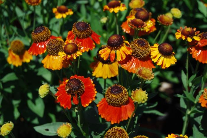 sisustusideoita puutarha aurinko morsian helenium