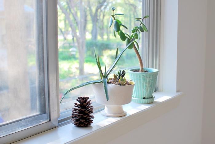deco -ideoita ikkunalaudan kasveja koti -ideoita