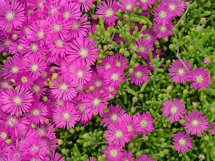 delosperma cooper maanpeite kasvit aurinkoinen