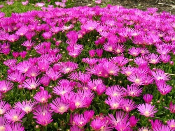 delosperma cooperi kukkiva maanpeite
