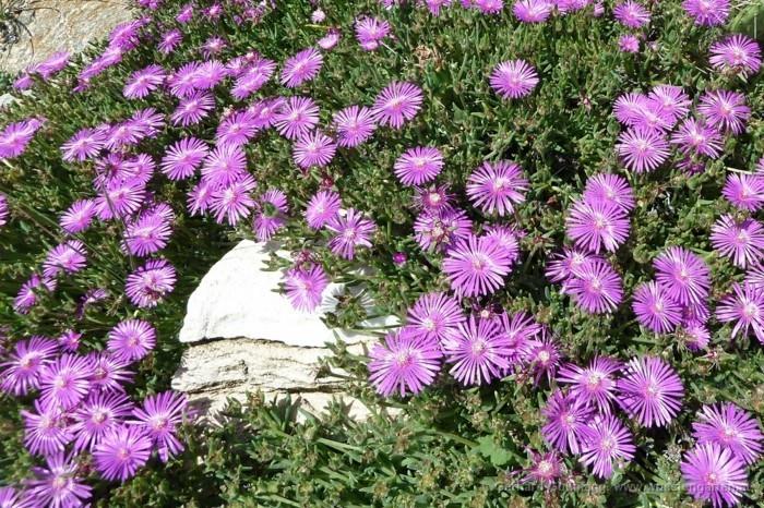 delosperma ecklonis violetit kukat aurinko maanpäälliset kasvit