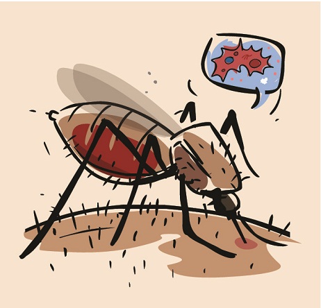 Dengue feber symptomer