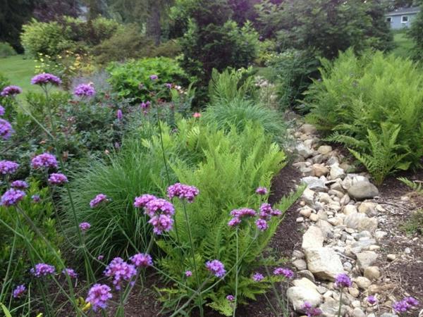herkkä violetti kukka ja saniaiset hidas puutarhanhoitotrendi