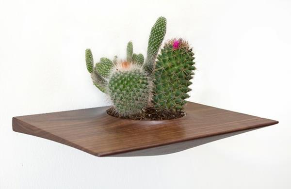 suunnittelijaideoita kasvi kontti domenic fiorello kaktus tummanruskea