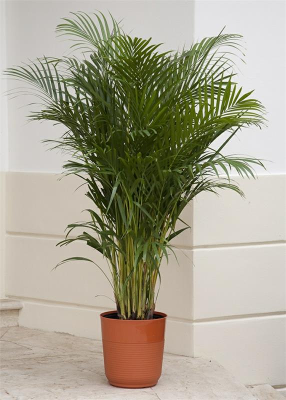 Saksan suosituimmat huonekasvit dypsis lutescens kultainen hedelmäpalmu