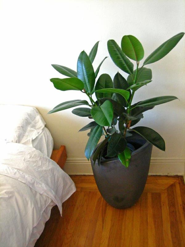 suosituimmat huonekasvit ficus elastica kumipuu