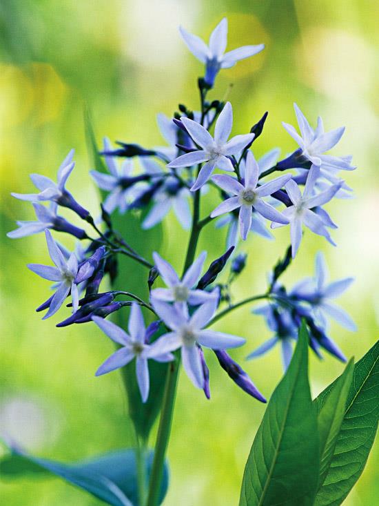 bluestar -puutarhan kauneimmat siniset kukat