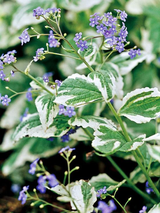 kauneimmat siniset kukat brunnera -puutarhassa