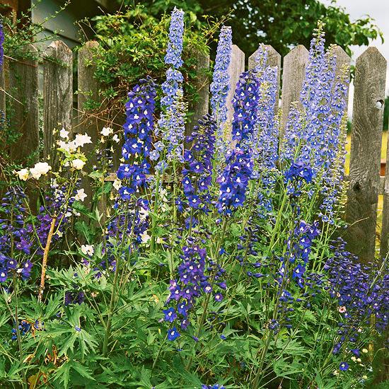 delphinium -puutarhan kauneimmat siniset kukat