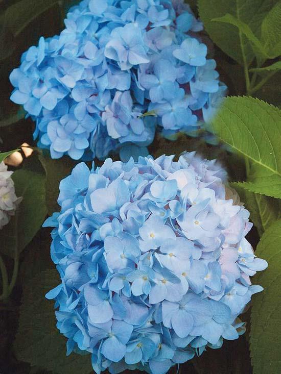 puutarhan kauneimmat siniset kukat sininen hortensia