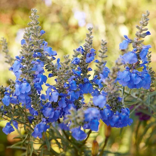 salvia -puutarhan kauneimmat siniset kukat