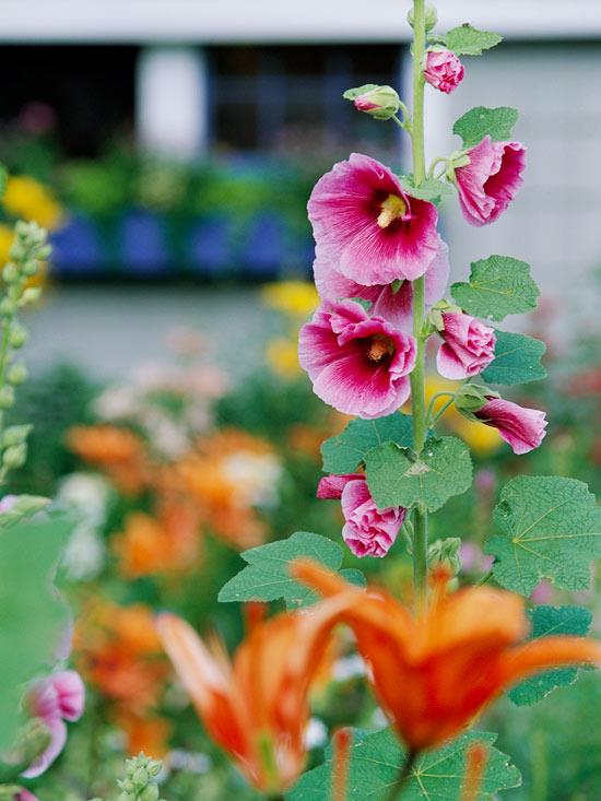 puutarhan kauneimmat vaaleanpunaiset kukat alcea rosea