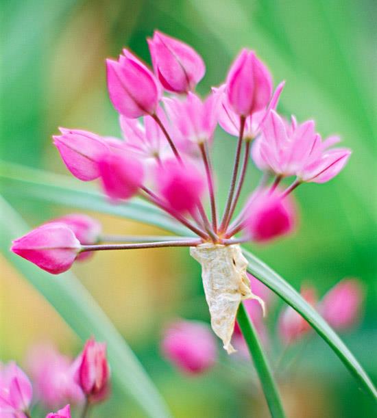 puutarhan kauneimmat vaaleanpunaiset kukat allium oreophilum