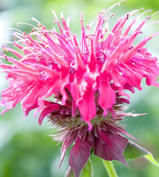 Kasvata puutarhan mehiläisbalmin kauneimpia vaaleanpunaisia ​​kukkia
