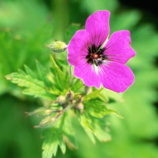 Kasvavat kauneimmat vaaleanpunaiset kukat puutarhan pelargonioissa