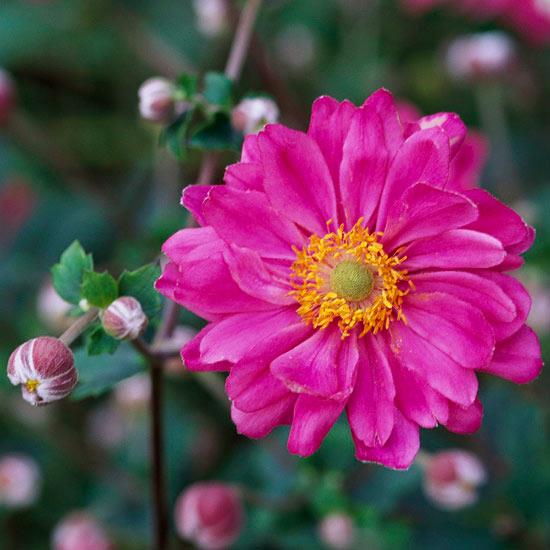 puutarhan vuokran kauneimmat vaaleanpunaiset kukat