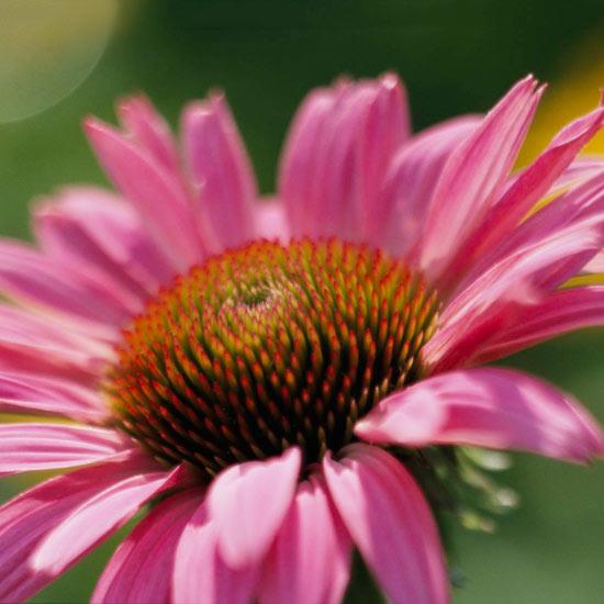 puutarhan kauneimmat vaaleanpunaiset kukat echinacea purpurea