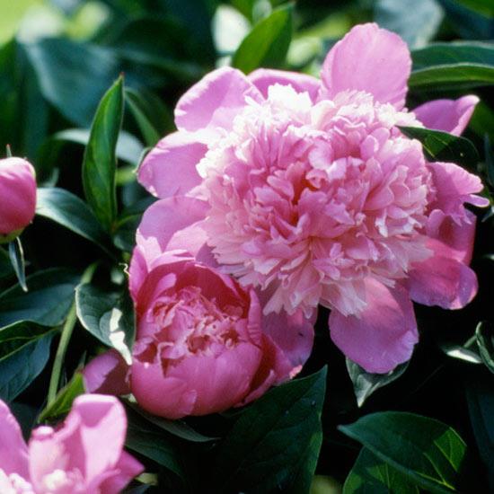 paeonia -puutarhan kauneimmat vaaleanpunaiset kukat