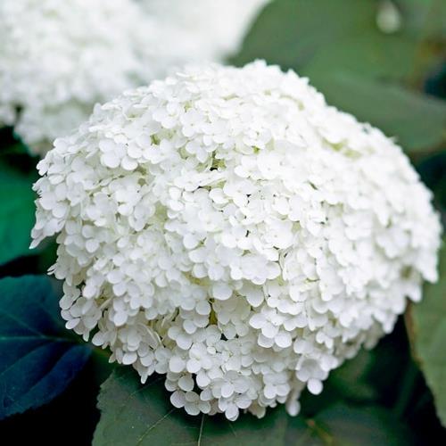 kasvattaa puutarhan kauneimpia valkoisia kukkia annabelle hydrangea